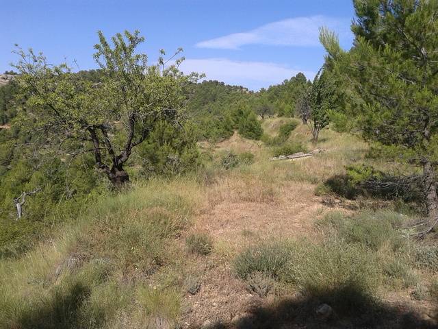 imagen 1 de Venta de finca de pinar y cultivo en Monroyo