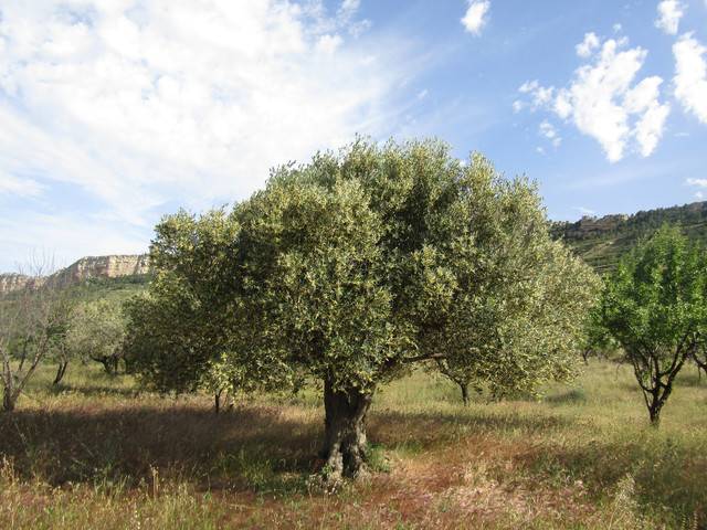 imagen 1 de Venta de finca rústica con cuarto de aperos en Castellote (Teruel)
