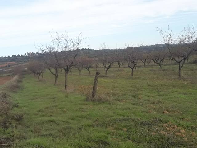 imagen 1 de Venta de finca de almendros en Cretas (Teruel)