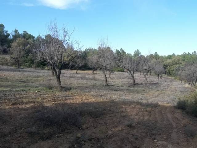 imagen 1 de Venta de finca de almendros en Creta