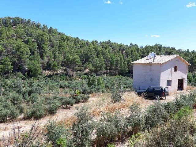 imagen 1 de Venta de finca de olivos en Torre del Compte (Teruel)