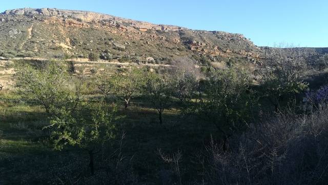 imagen 1 de Venta de finca de almendros de regadío en Albalate del Arzobispo