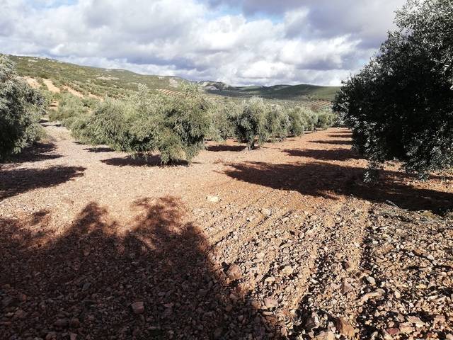imagen 1 de Venta de terreno con olivos centenarios en Mora (Toledo)