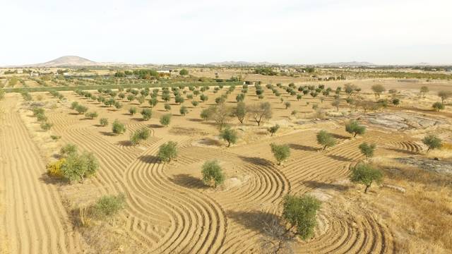 imagen 1 de Venta de olivar en Sonseca (Toledo)