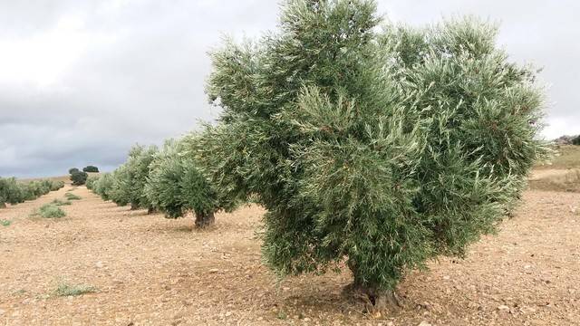 imagen 1 de Venta de olivar ecológico de regadío en Toledo