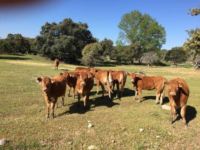 imagen 1 de Venta de finca ganadera en Pelahustan (Toledo)