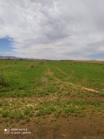 imagen 1 de Venta de finca de regadío en Alcolea del Tajo (Toledo)