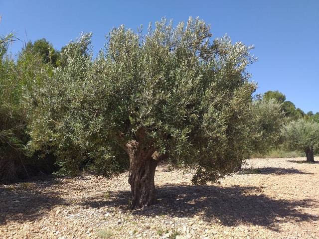 imagen 1 de Venta de viñedo en Cheste (Valencia)