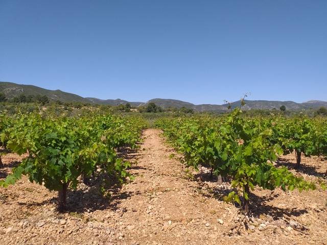 imagen 1 de Venta de viñedo en Cheste (Valencia)