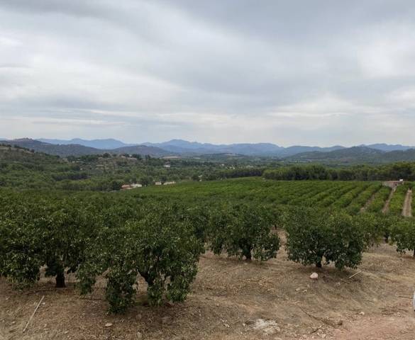 imagen 1 de Venta de finca de naranjos en Serra (Valencia)
