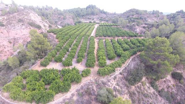imagen 1 de Venta de finca de naranjos en Xátiva