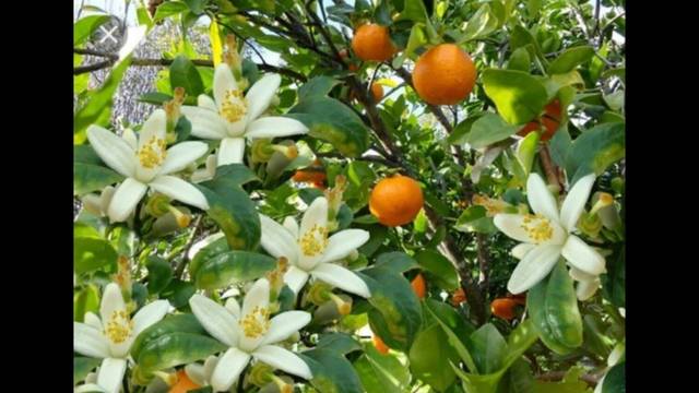imagen 1 de Venta de finca de naranjos en Corbera (Valencia)