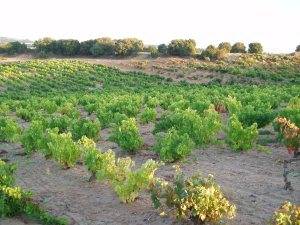 imagen 1 de Venta de viñedo en Bocigas (Valladolid)