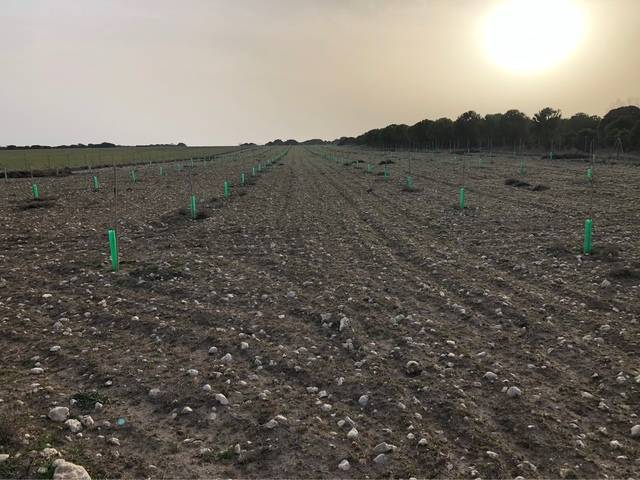 imagen 1 de Venta de finca con plantación pistachos en Cogeces de Iscar
