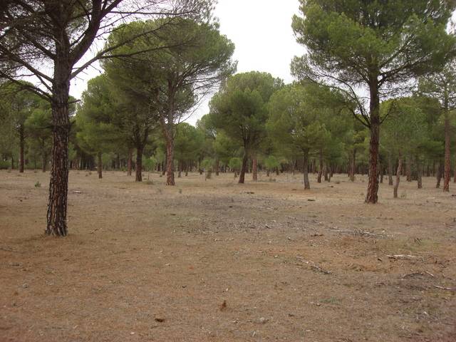 imagen 1 de Venta de finca con pinar y tierra de labor en El Campillo