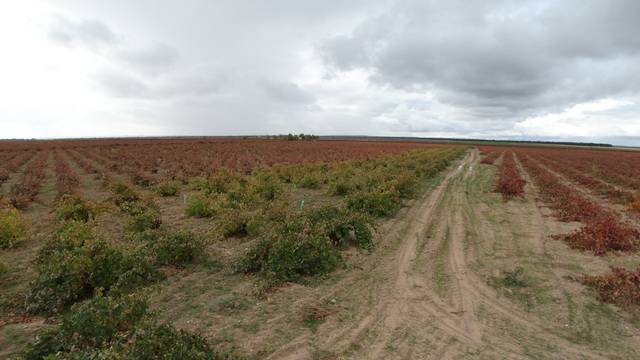 imagen 1 de Venta de viñedo ecológico en Pedrosa del Rey (Valladlid)