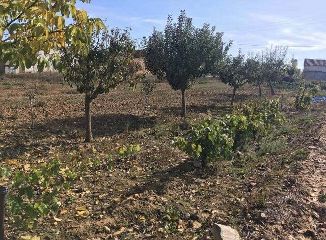 imagen 1 de Venta de finca de regadío en San Román del Valle
