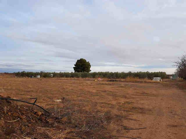 imagen 1 de Venta de finca en Calatorao (Zaragoza)