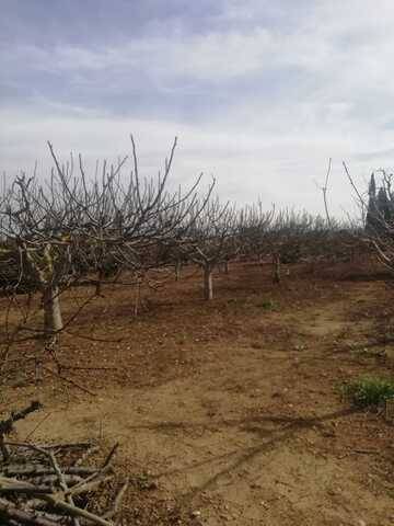 imagen 1 de Venta de finca de olivos con caseta en sa Pobla