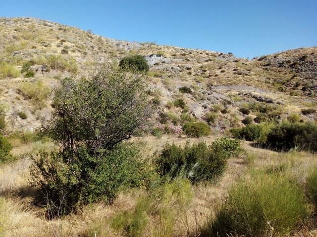 imagen 1 de Venta de finca en Turre