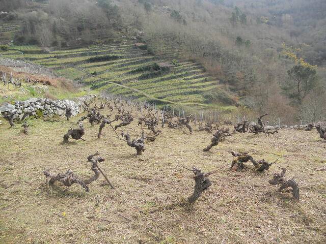 imagen 1 de Venta de viñedo en Ribeira Sacra