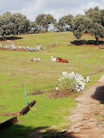 imagen 1 de Venta de finca ganadera en Cáceres