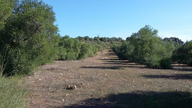 imagen 1 de Venta de finca rústica en Alcolea del río (Sevilla)