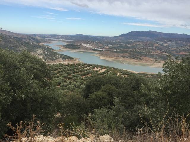 imagen 1 de Venta de finca de olivos en Córdoba