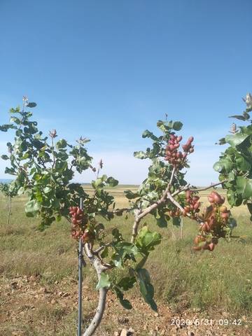 imagen 1 de Venta de finca pistachos en ecológico