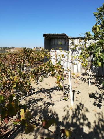 imagen 1 de Venta de viña en Torreperogil