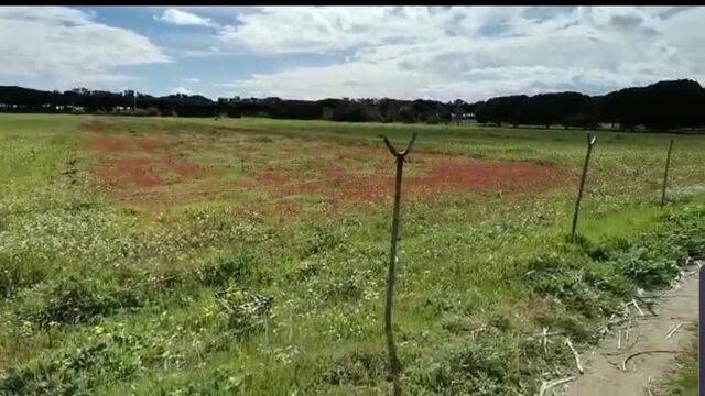 imagen 1 de Venta de finca a pie de playa en Huelva