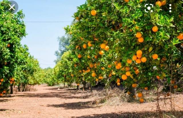 imagen 1 de Venta de finca de naranjos en Xeraco