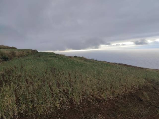 imagen 1 de Venta de finca en Tacoronte (Tenerife)