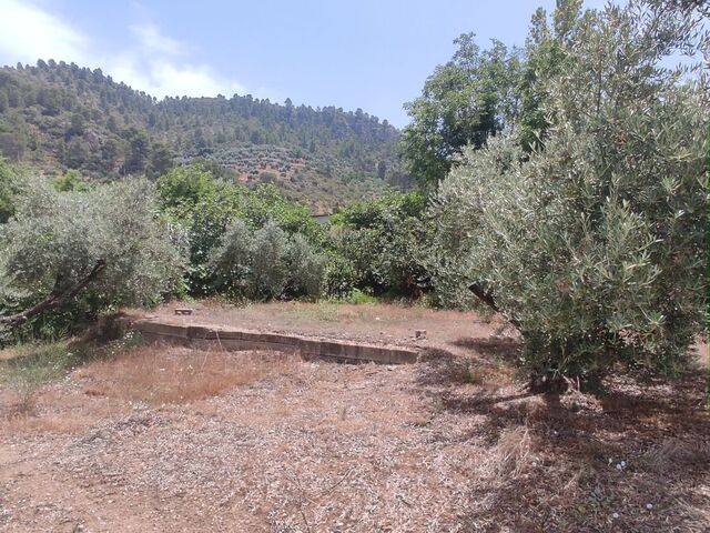 imagen 1 de Venta de olivar en Jaén