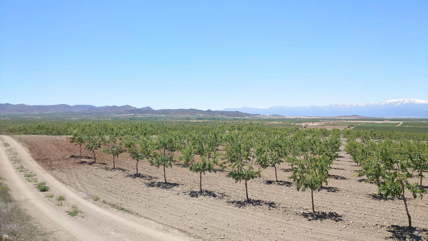 imagen 2 de Finca de almendros de 180 has en Guadix