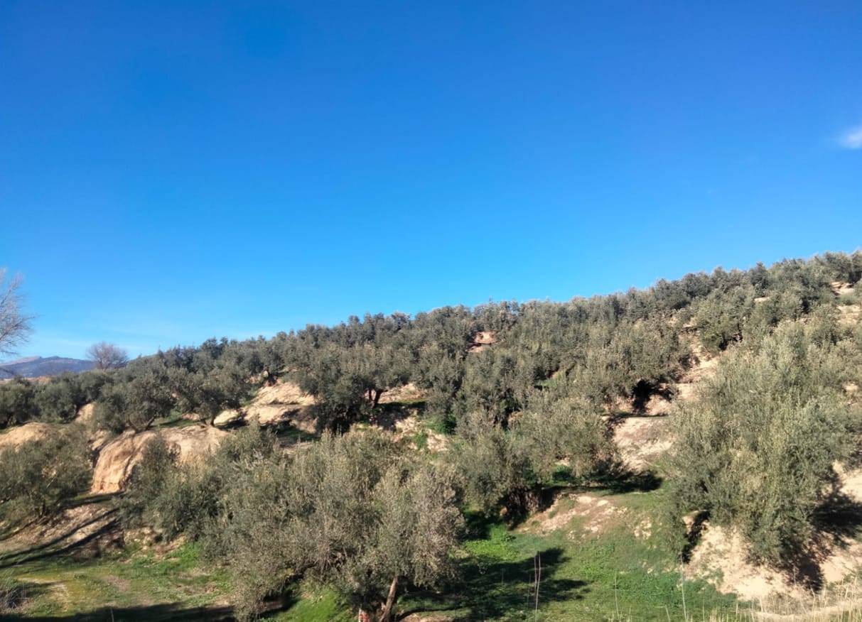imagen 1 de FINCA CON 145 OLIVOS , FONTANAR , PORTILLO POZO ALCON