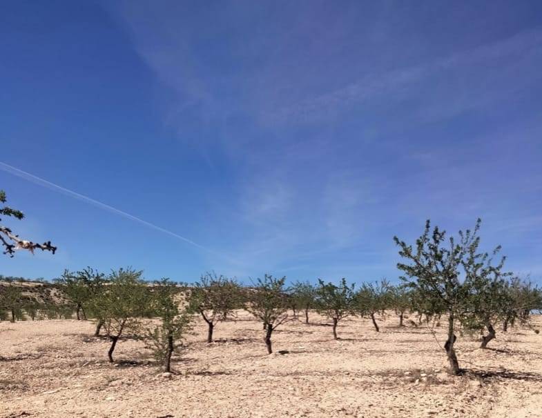 imagen 1 de FINCA CON 500 ALMENDROS ECOLOGICOS, CUEVAS DEL CAMPO , GRANADA