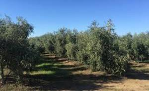 imagen 1 de SE VENDEN FINCAS DE OLIVAR