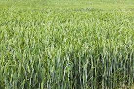 imagen 1 de SE VENDEN FINCAS DE CEREAL