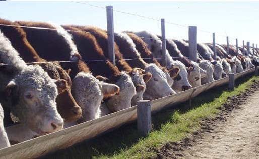 imagen 1 de Vendemos Fincas Agrícolas y Ganaderas en Paraguay