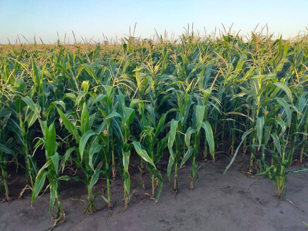 imagen 1 de Vendemos Fincas Agrícolas y Ganaderas en Paraguay
