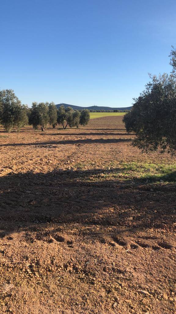 imagen 2 de Finca de 115 Ha en produccion de secano