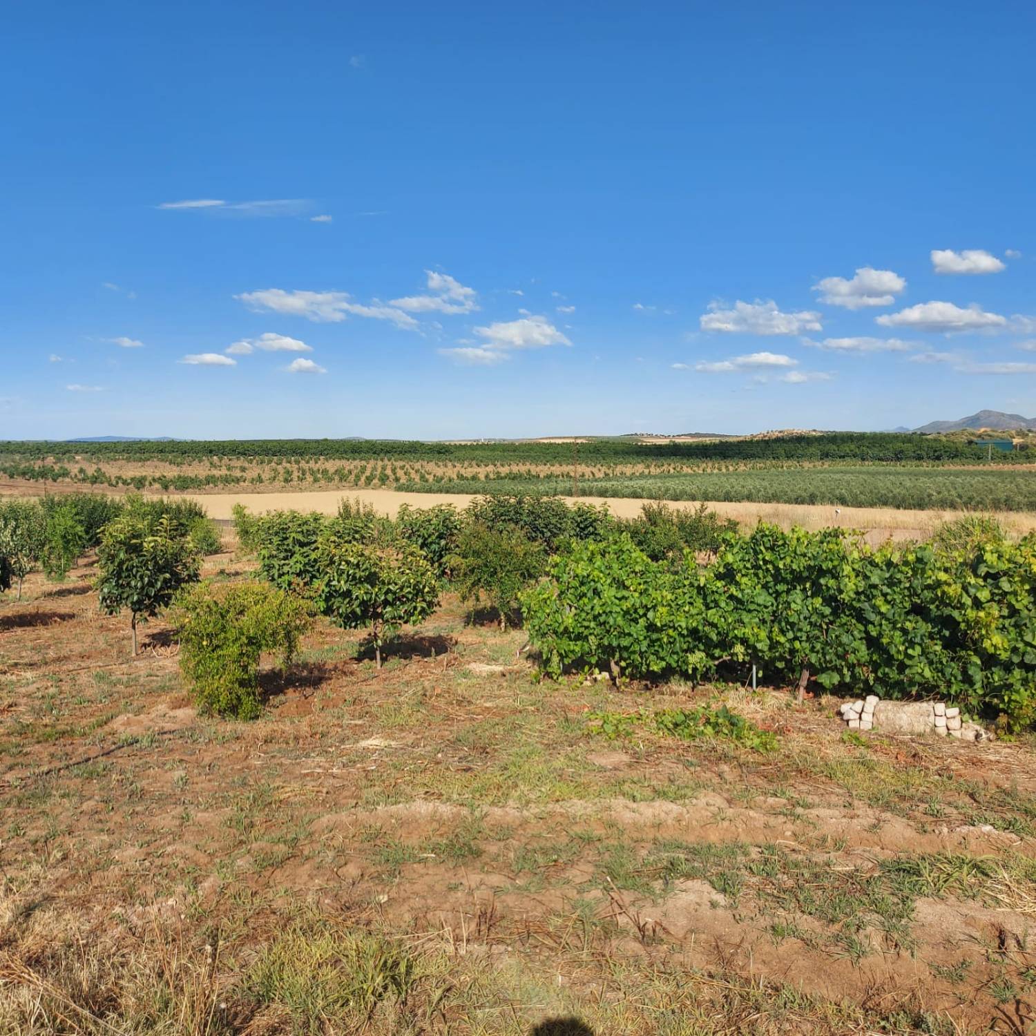imagen 1 de Vendo Parcela agrícola