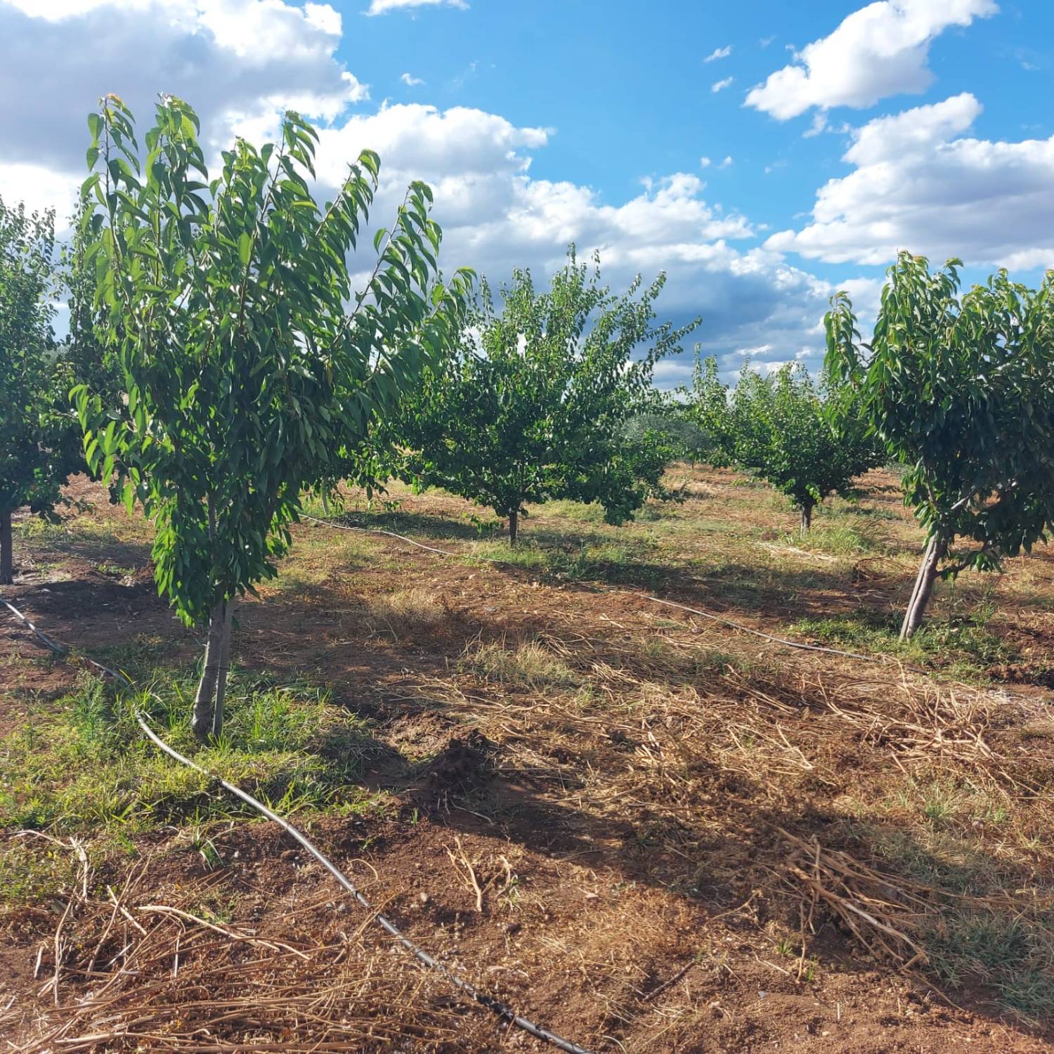 imagen 1 de Vendo Parcela agrícola