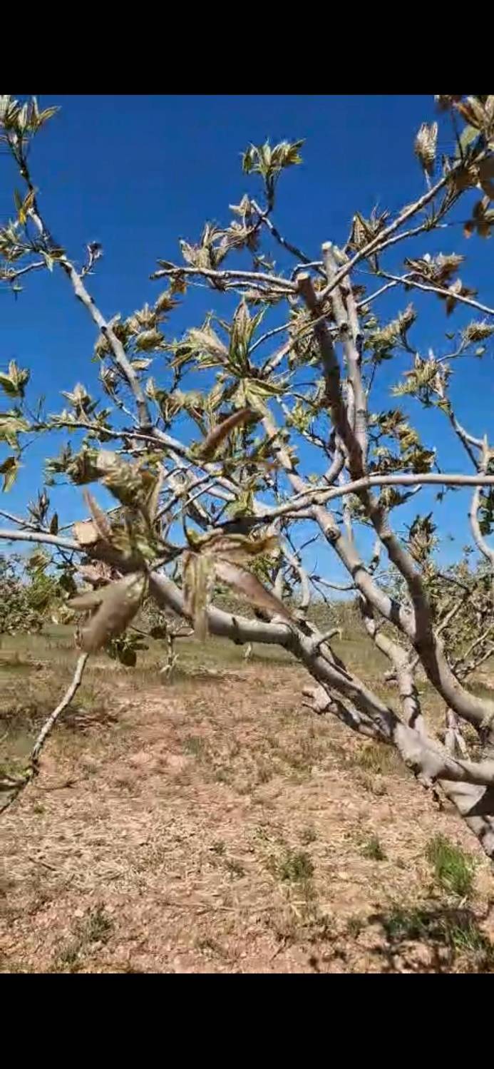 imagen 1 de Plantación pistachos