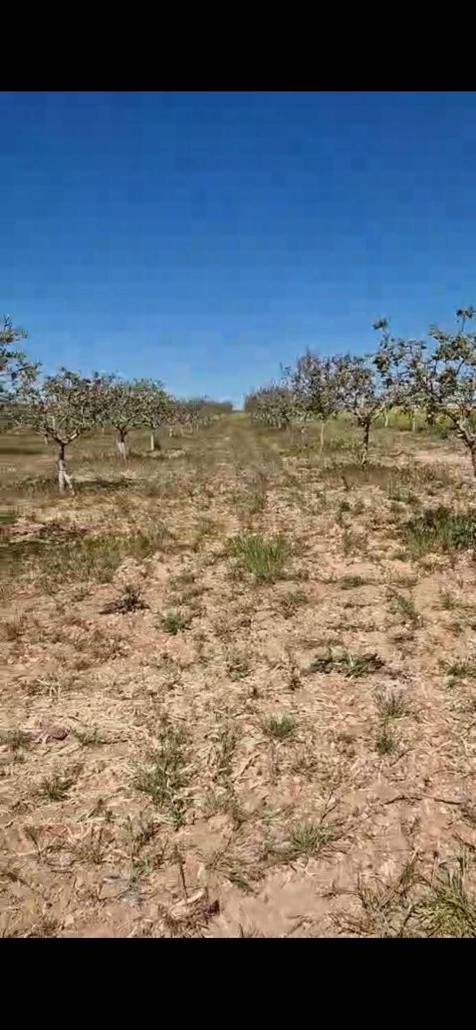 imagen 1 de Plantación de pistachos