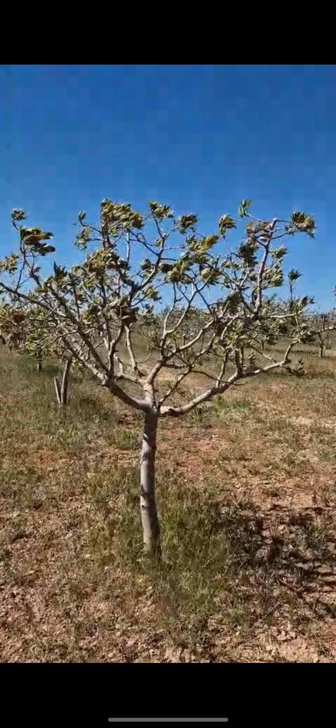 imagen 1 de Finca de Pistachos
