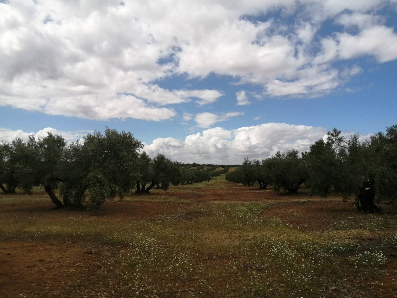 imagen 1 de Olivar en Linares