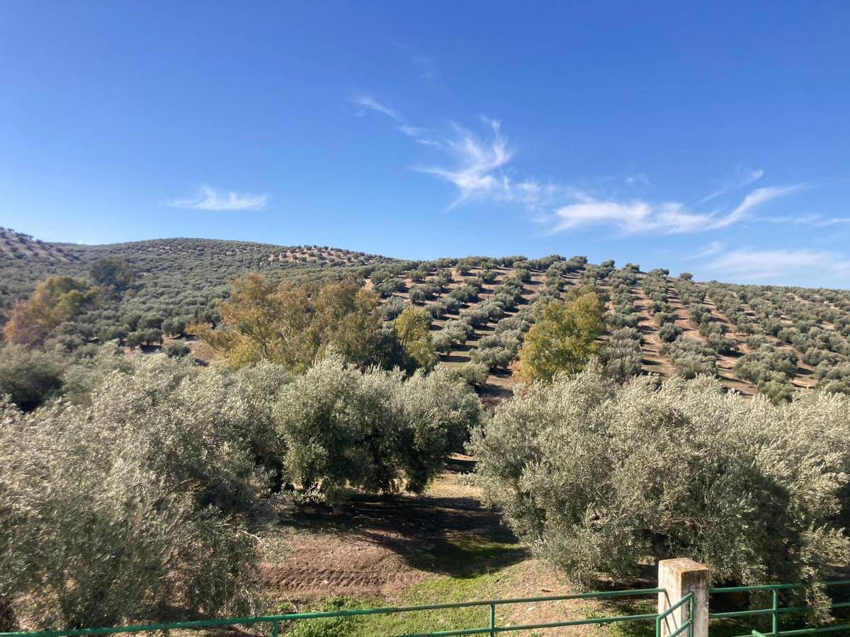 imagen 1 de SE VENDE CORTIJO EN RUTE (Córdoba)