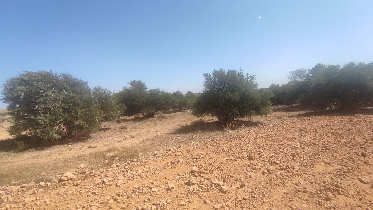 imagen 2 de Terreno con olivas.